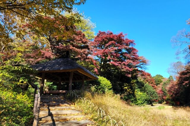 花菖蒲田のもみじ