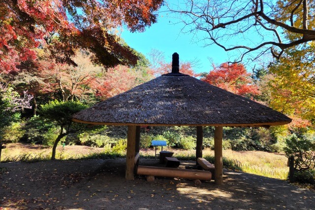 花菖蒲田のもみじ