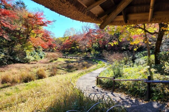 花菖蒲田のもみじ