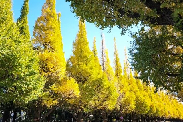 明治神宮外苑のいちょう並木の紅葉