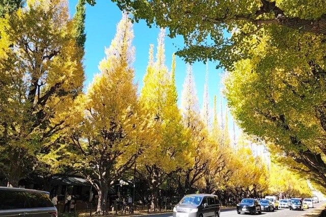 明治神宮外苑のいちょう並木の紅葉をみながら散歩