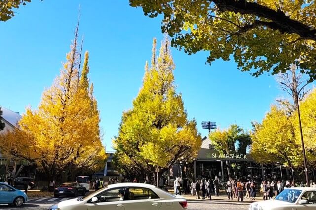 明治神宮外苑のいちょう並木の紅葉をみながら散歩