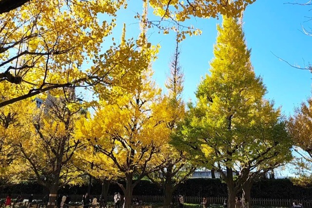 明治神宮外苑のいちょう並木の紅葉をみながら散歩