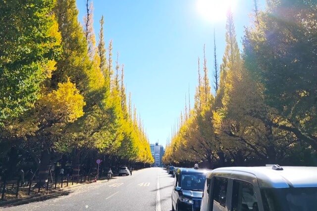 明治神宮外苑のいちょう並木の紅葉をみながら散歩