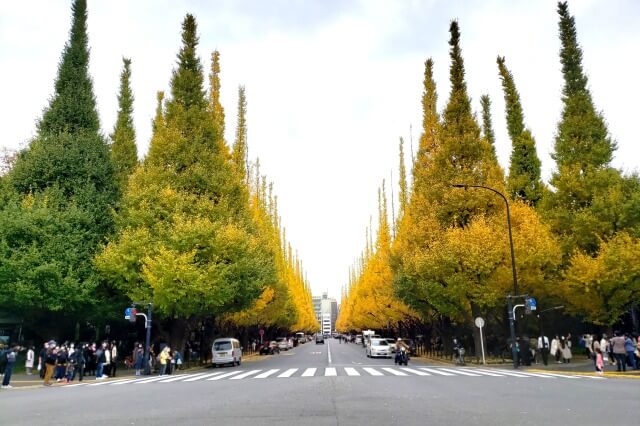 明治神宮外苑のいちょう並木の紅葉をみながら散歩