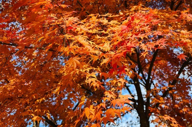 御岳山の紅葉の見頃の時期は？