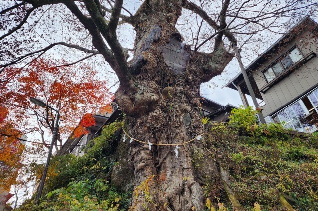 御岳山の神代ケヤキ