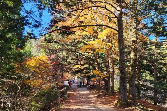 岳山の長尾平