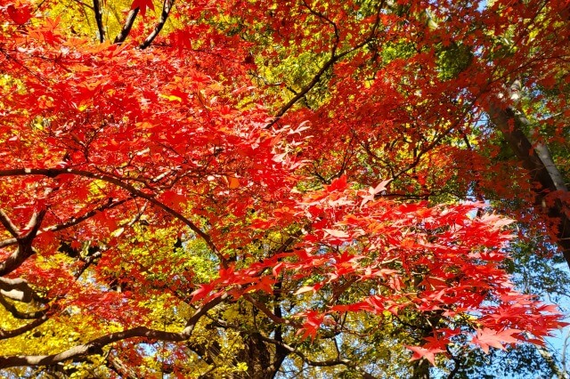 六義園の紅葉の見頃｜11月下旬から12月上旬が見頃です