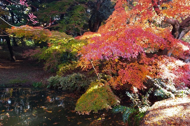 渡月橋周辺のもみじ