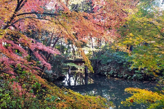 藤波橋周辺のもみじ