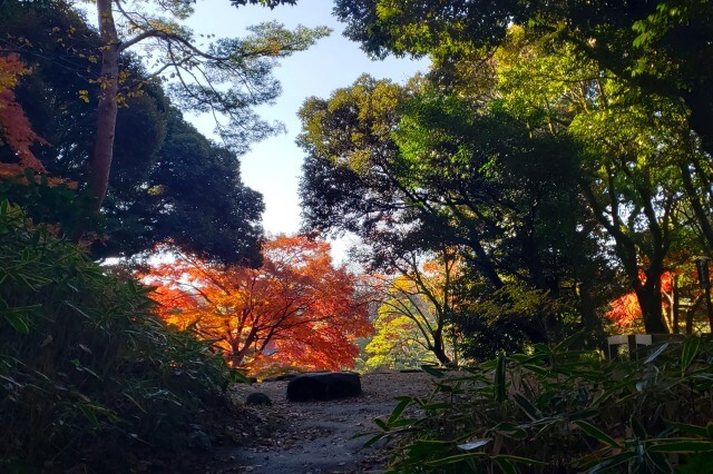 芦辺茶屋跡周辺のもみじ