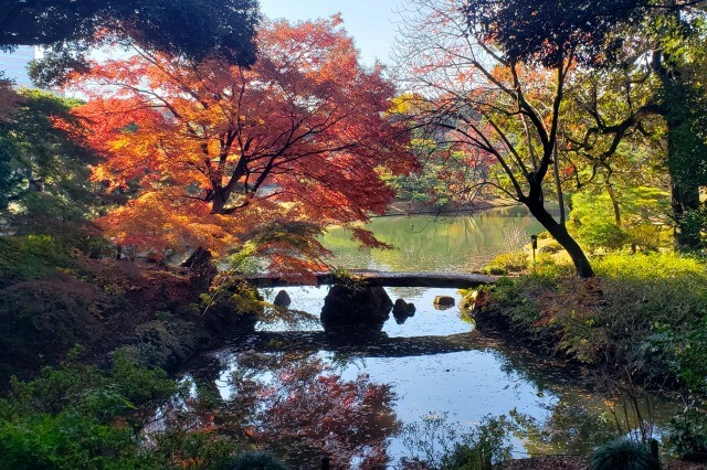 芦辺茶屋跡周辺のもみじ