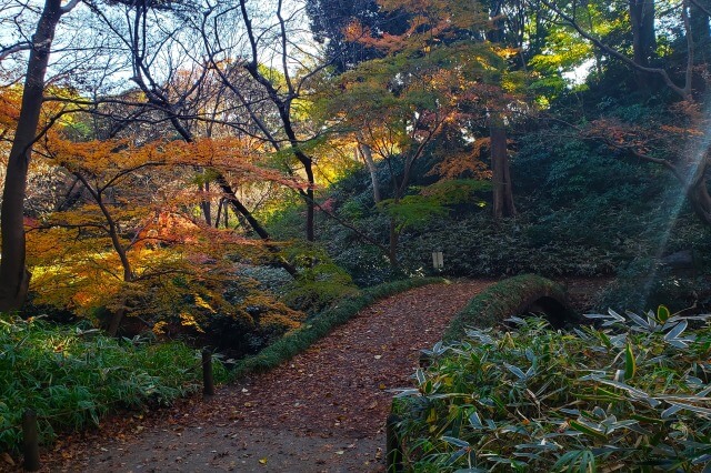 山陰橋周辺のもみじ