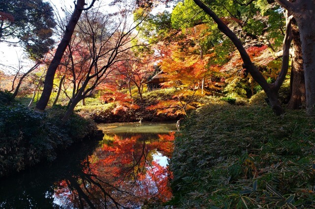 山陰橋周辺のもみじ