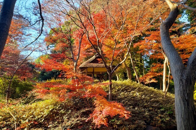 山陰橋周辺のもみじ