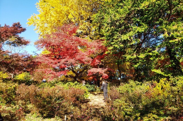 吹上峯周辺のもみじとイチョウ