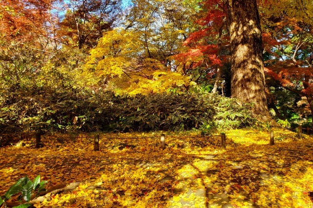 吹上峯周辺のもみじとイチョウ