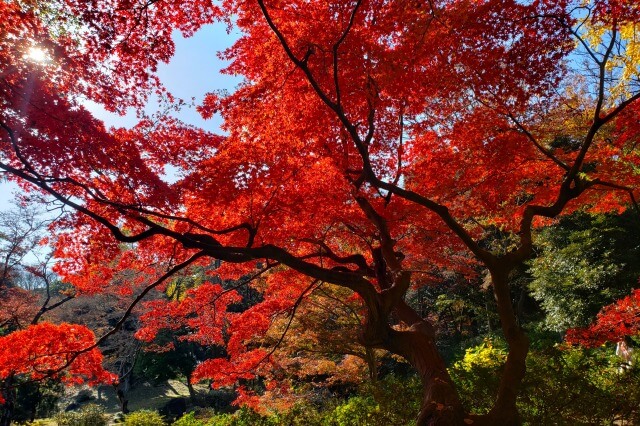 吹上峯周辺のもみじとイチョウ