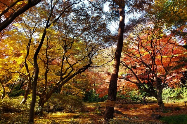 吹上峯周辺のもみじとイチョウ