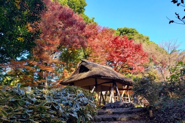 つつじ茶屋周辺のもみじ