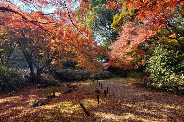 水香江周辺のもみじ