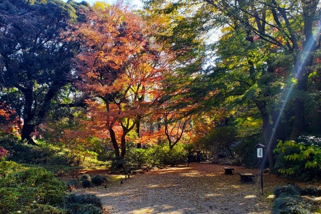 吟花亭跡周辺のもみじ