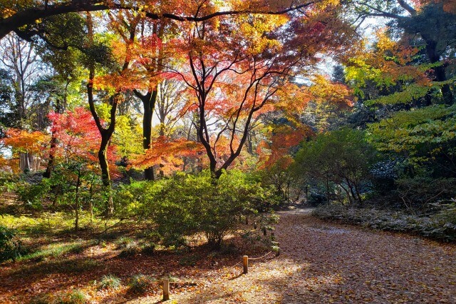 吟花亭跡周辺のもみじ