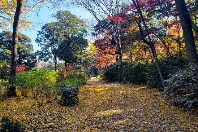 千鳥橋周辺のもみじとイチョウ