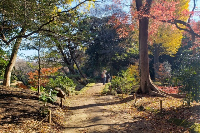 千鳥橋周辺のもみじとイチョウ