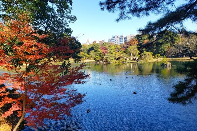 千鳥橋周辺のもみじとイチョウ