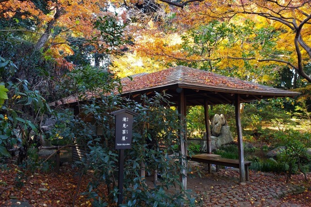 滝見茶屋周辺のもみじとイチョウ