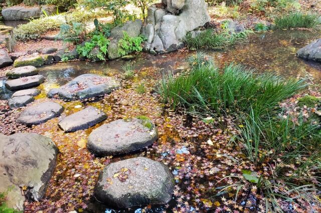 滝見茶屋周辺のもみじとイチョウ