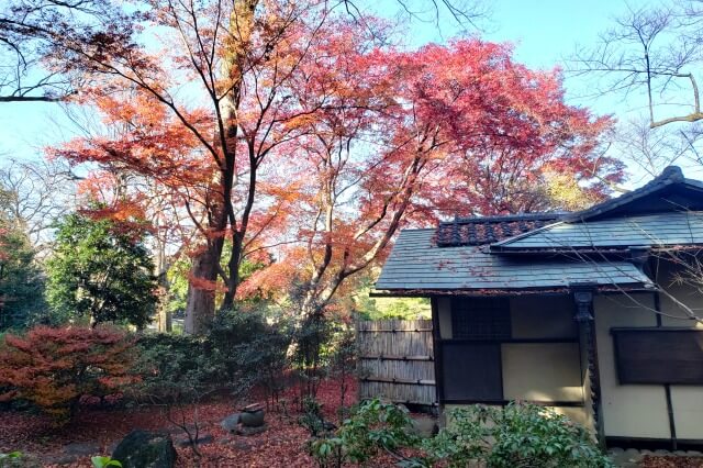 宜春亭周辺のもみじ