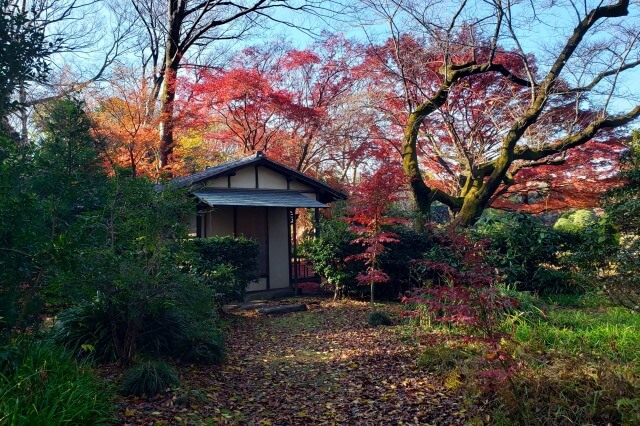 宜春亭周辺のもみじ