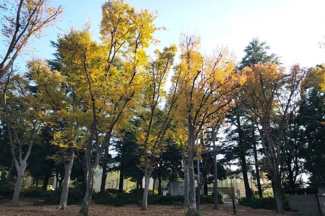 けやき広場のケヤキとラクウショウ