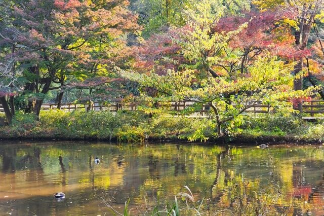 水辺観察園のモミジと水鳥