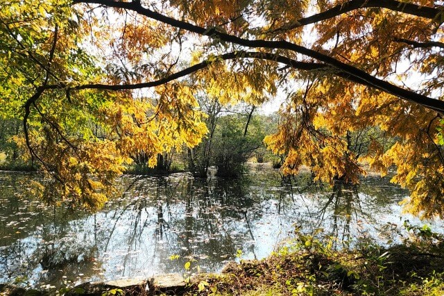 三宝寺池周辺の紅葉