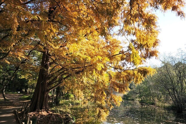 「ねりまの名木」石神井公園のメタセコイアとラクウショウ