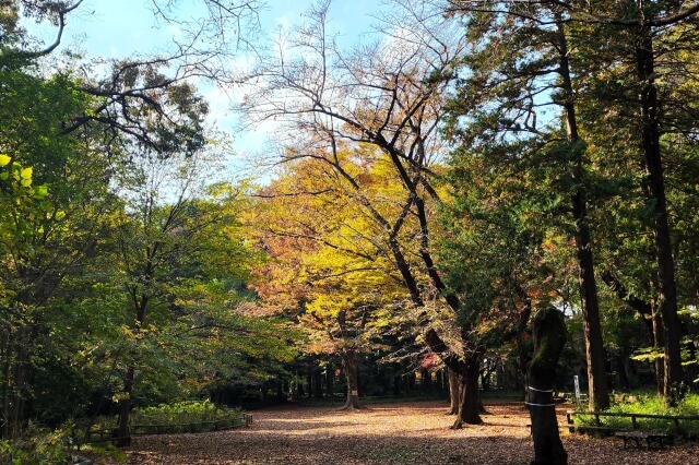 さくら広場の紅葉