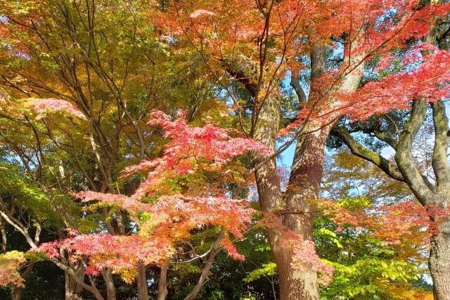 皇居東御苑の紅葉の見頃