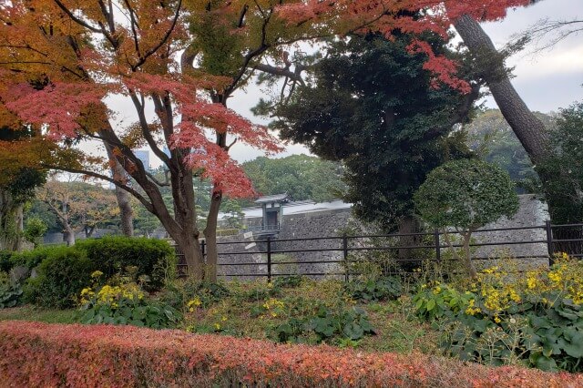 皇居東御苑の紅葉の見どころ｜北桔橋門周辺のもみじ