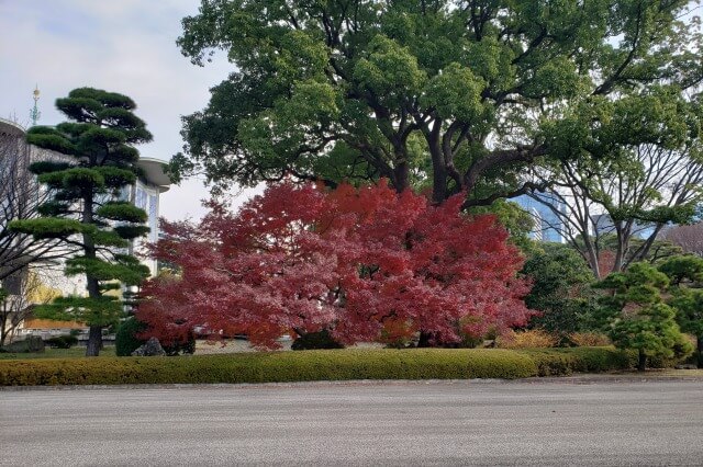 皇居東御苑の紅葉の見どころ｜桃華楽堂周辺のもみじ