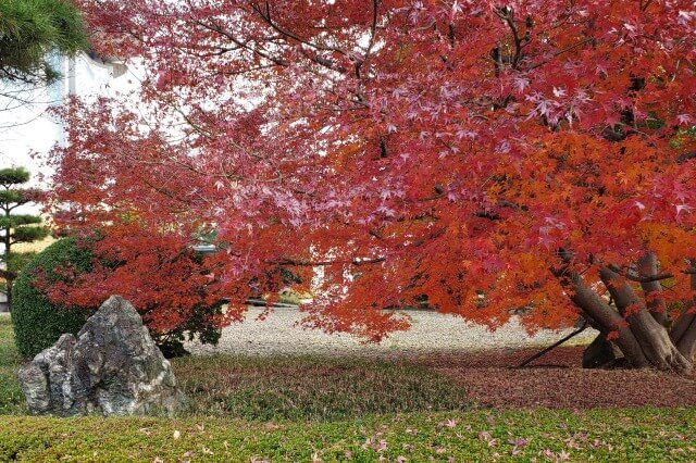 皇居東御苑の紅葉の見どころ｜桃華楽堂周辺のもみじ