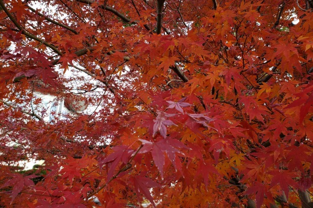 皇居東御苑の紅葉の見どころ｜桃華楽堂周辺のもみじ