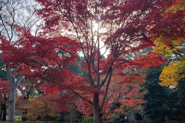 皇居東御苑の紅葉の見どころ｜石室周辺のもみじ