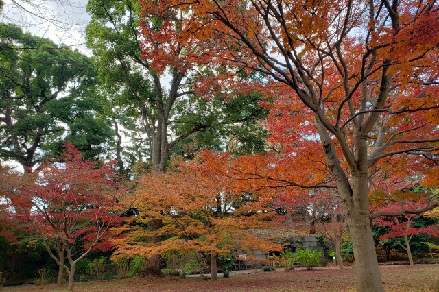 皇居東御苑の紅葉の見どころ｜石室周辺のもみじ