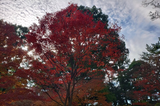 皇居東御苑の紅葉の見どころ｜石室周辺のもみじ