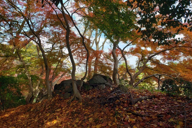 皇居東御苑の紅葉の見どころ｜富士見多聞櫓周辺のもみじ