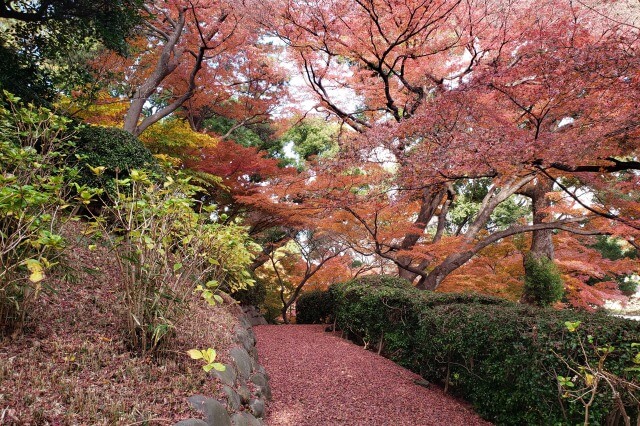 皇居東御苑の紅葉の見どころ｜富士見多聞櫓周辺のもみじ